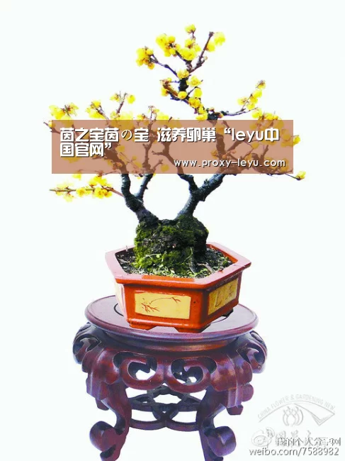 乐鱼